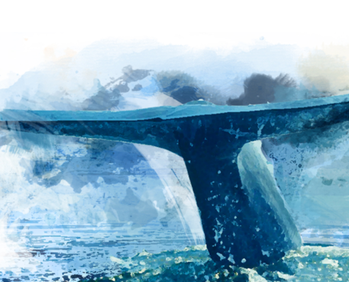 La baleine bleue au ROM.