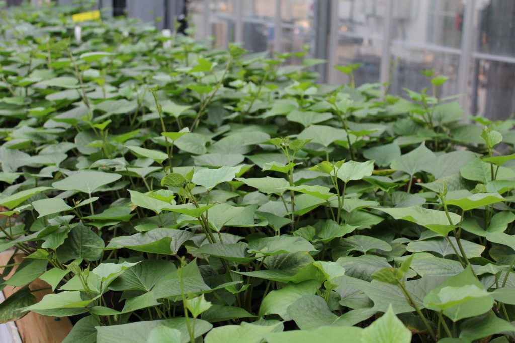 sweet-potato-plants-growing-at-vineland-1024x683