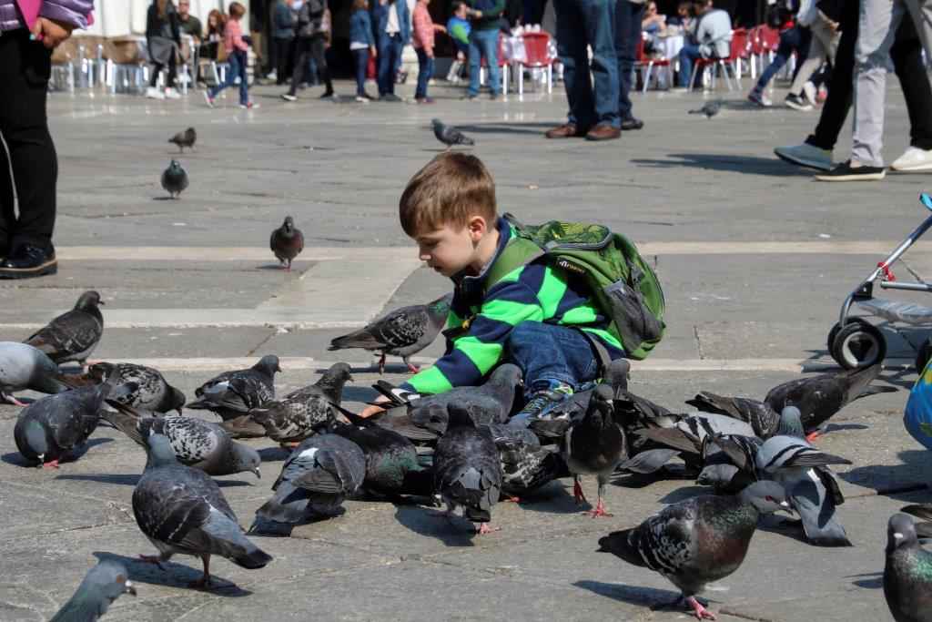 Les pigeons de la place St-Marc.
