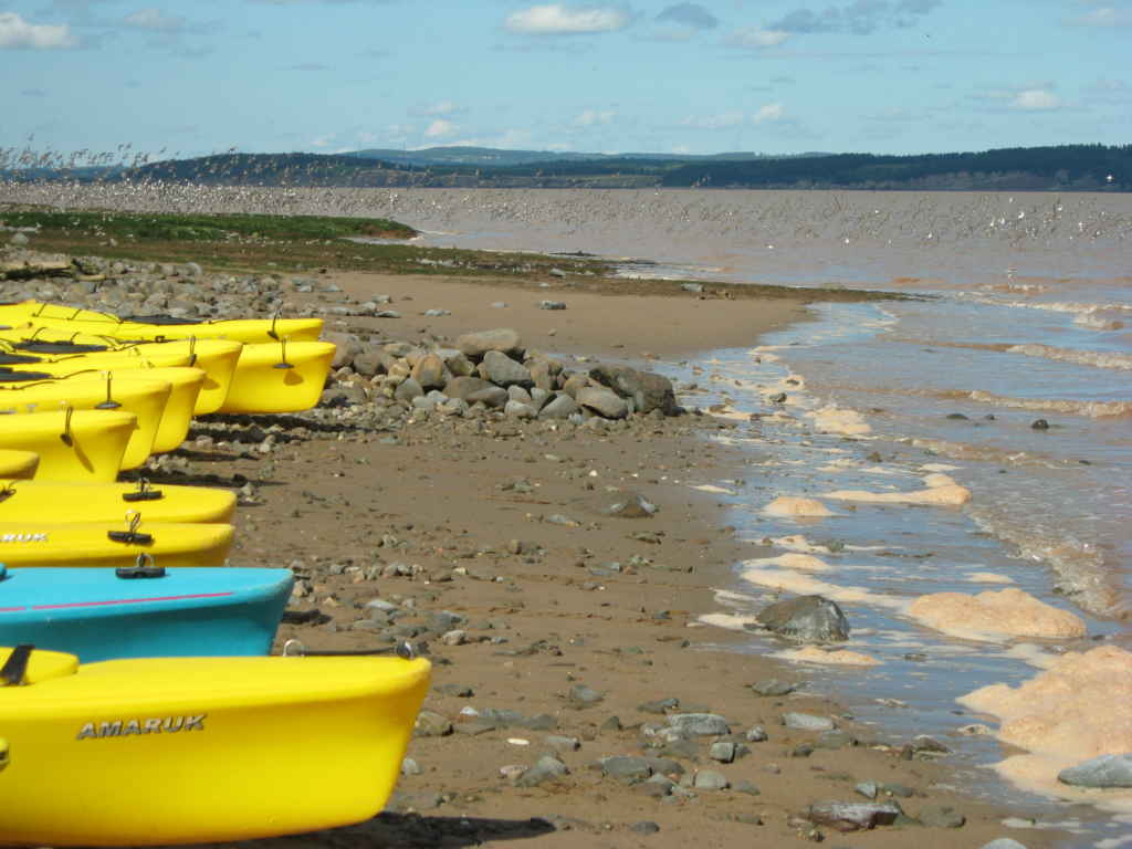 La Baie de Fundy à marée montante, kayaks sur la plage et nuées de bécasseaux à pâtes semi-palmées (Plage Nord).