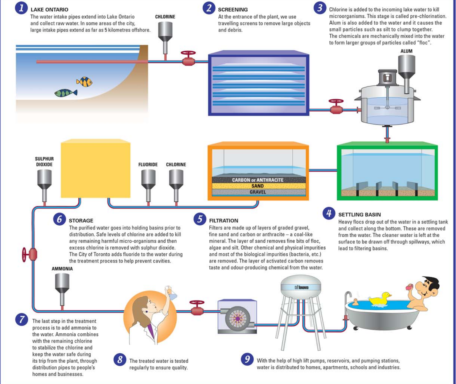Infographie de TorontoWater, expliquant le processus d'épuration de l'eau. 