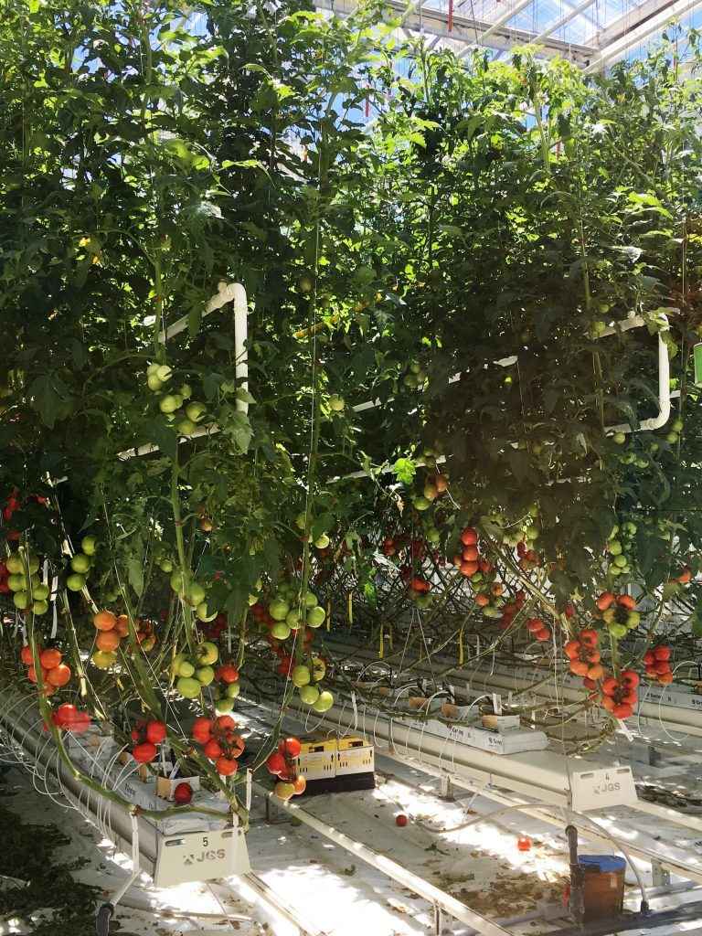 Des tomates dans la serre de Vineland.