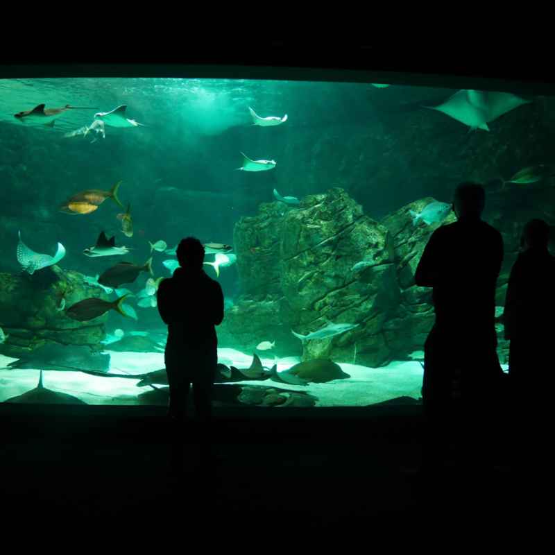 Observation des poissons