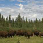 Parc national Wood Buffalo