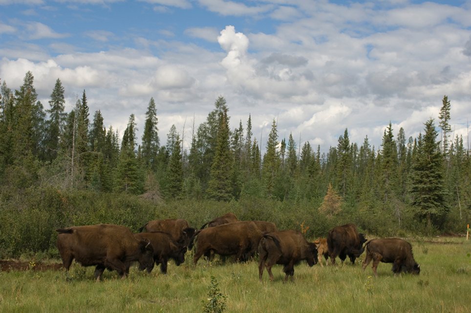 Parc national Wood Buffalo