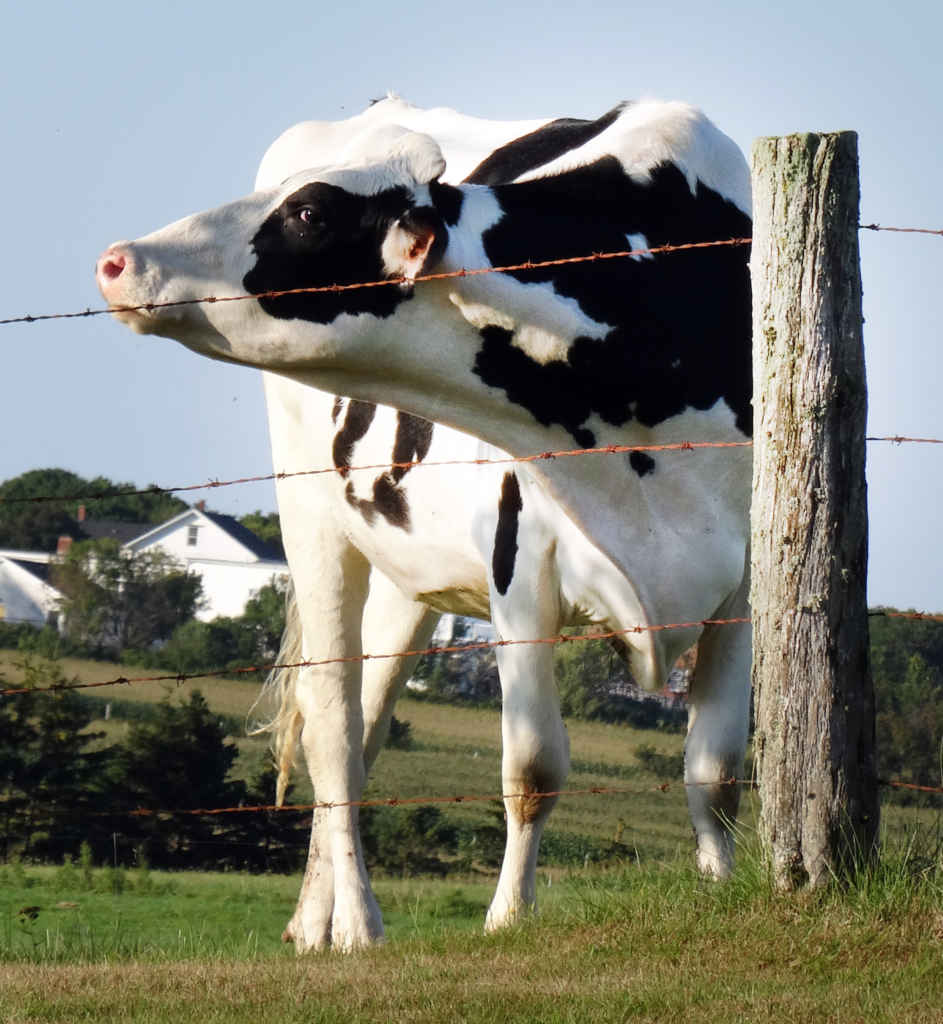 Une vache 
