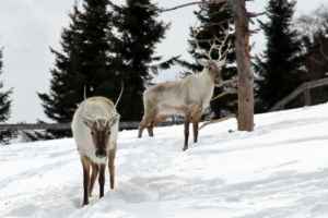 caribous