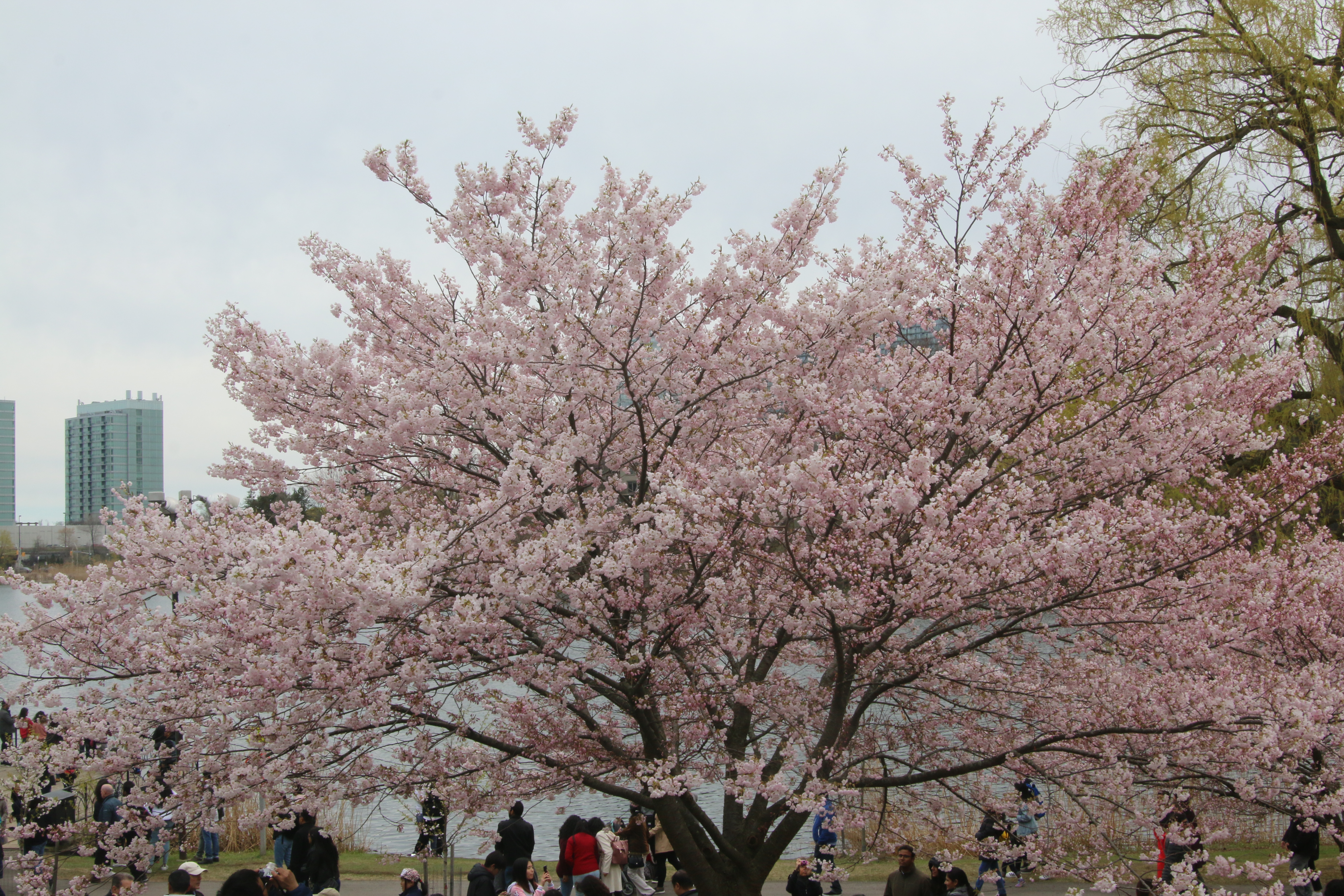 Les cerisiers japonais sous leur plus beau jour à High Park lexpress.ca