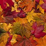 RÃ©sultats de recherche d'images pour Â«Â automne couleur feuillesÂ Â»