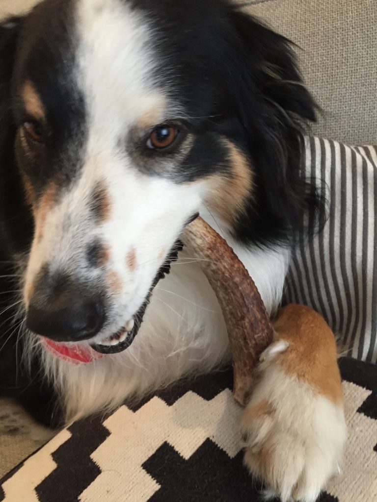 Un chien grugeant un bois de wapiti