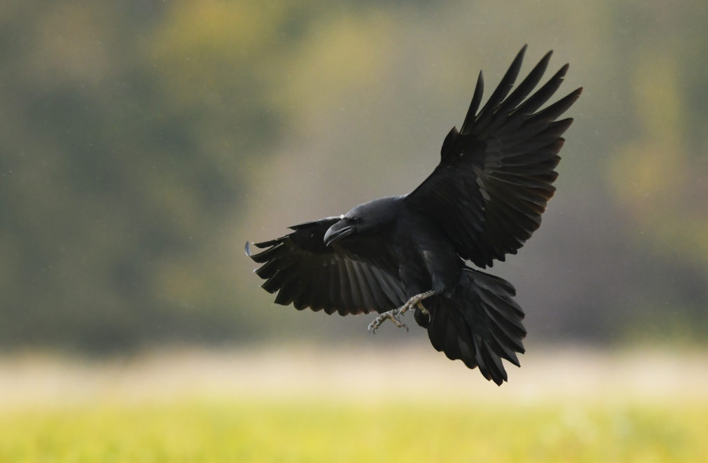 Les corbeaux: des prédateurs redoutables pour les troupeaux