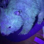 fluorescence-wombat-lumiere