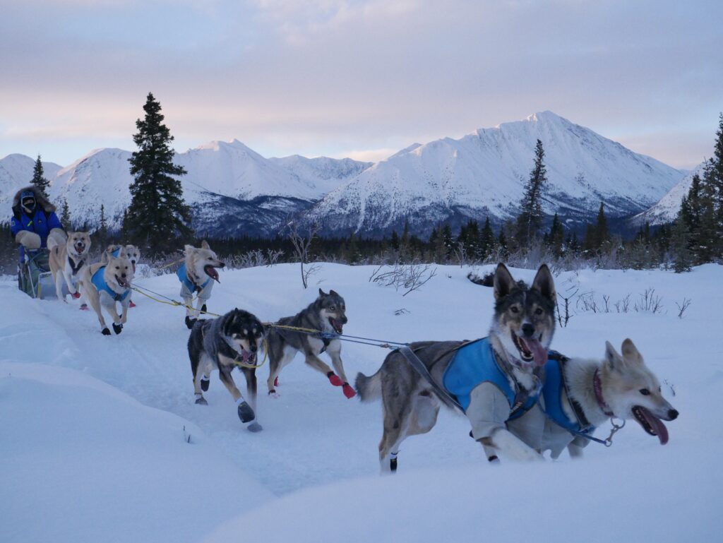mushers traîneaux à chiens Yukon