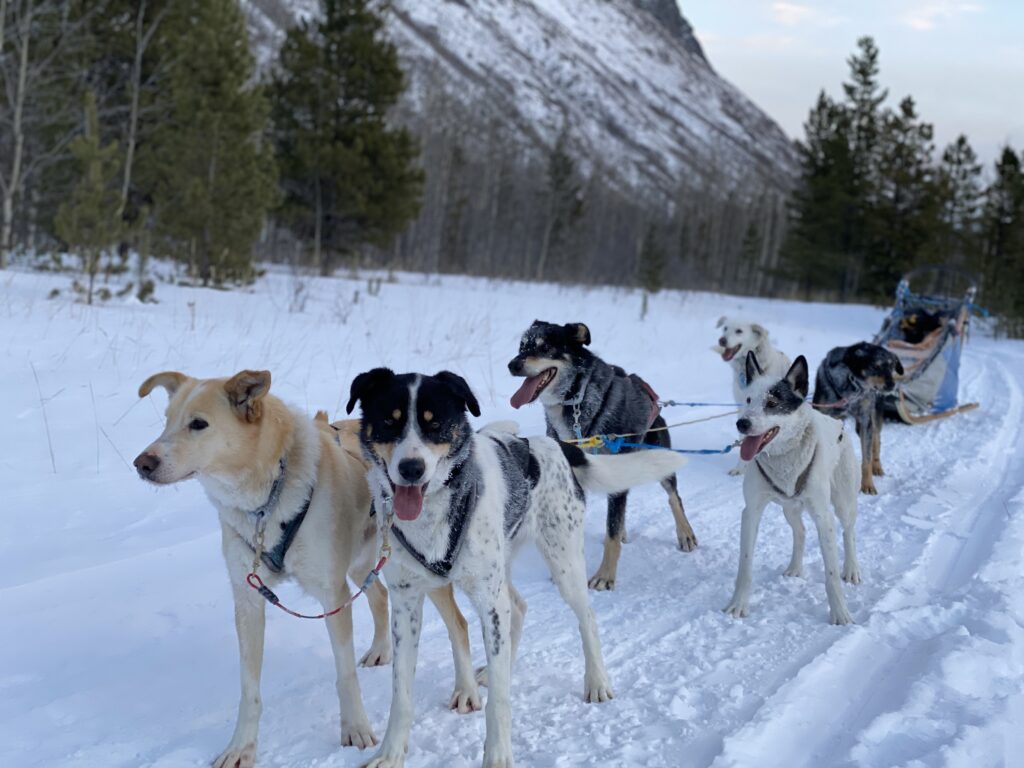 mushers traîneaux à chiens Yukon