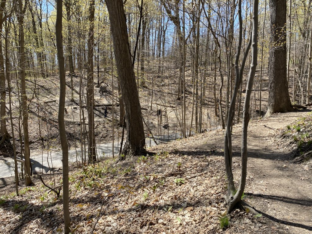 Crothers Woods