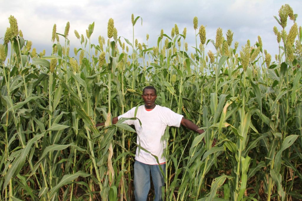 Producteur de coton, Haïti