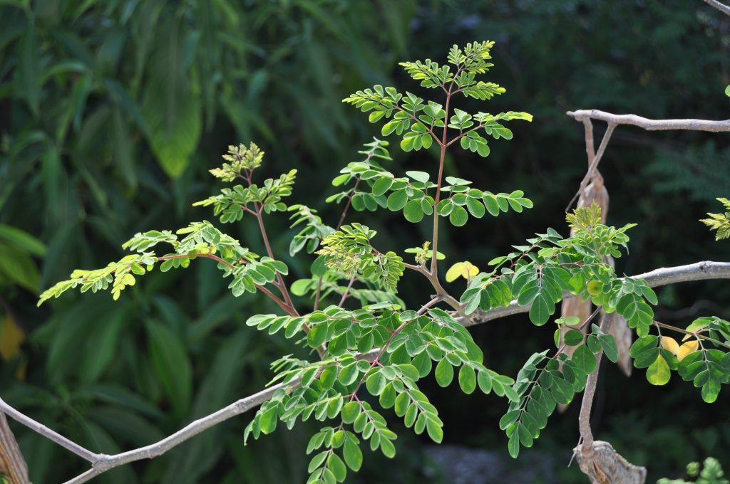 covid, Haïti, plantes médicinales