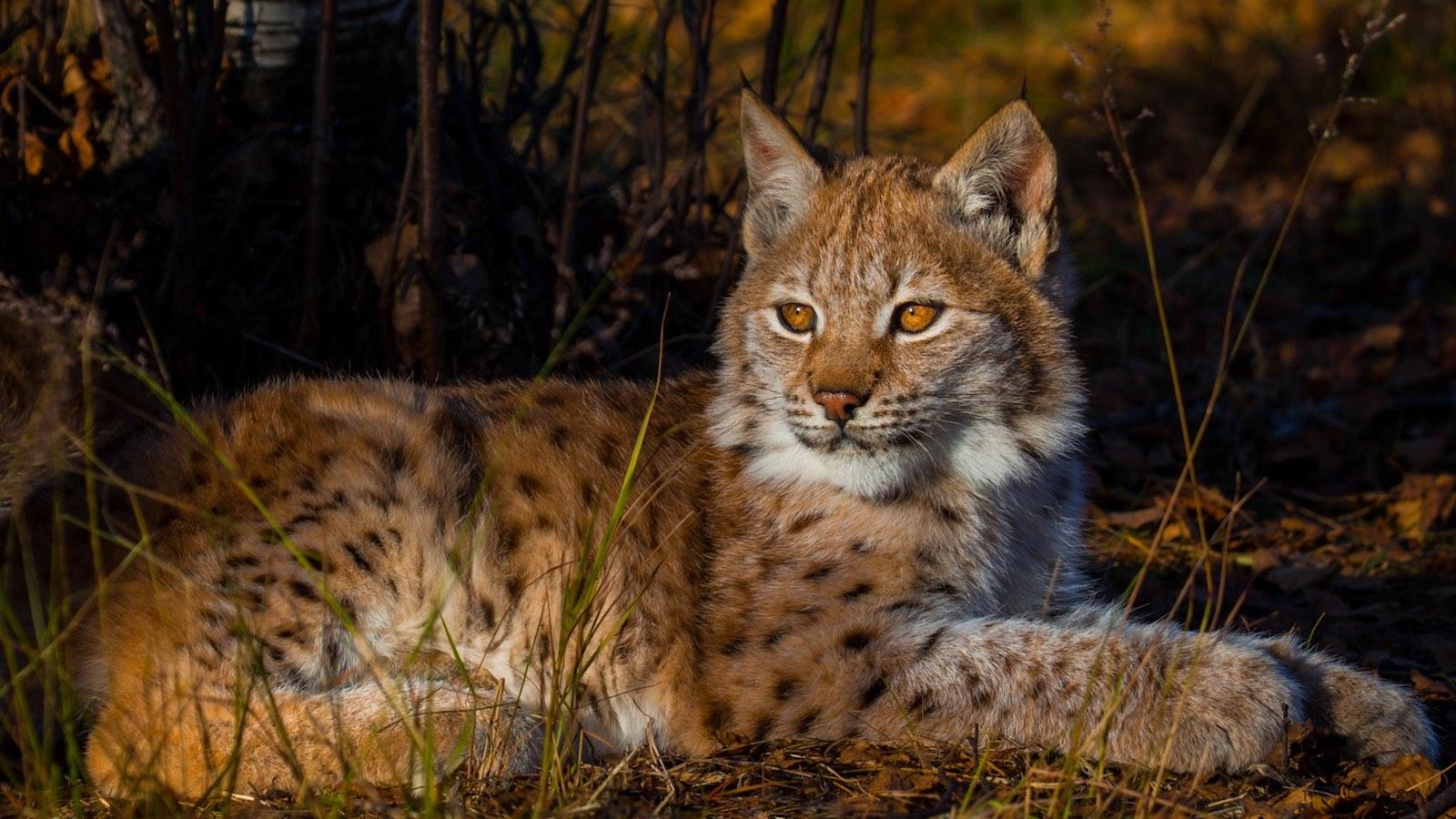 Je Veux Avoir Des Des Yeux De Lynx Comment Faire
