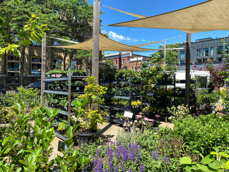 Un café caché dans la jardinerie Queen Garden Centre
