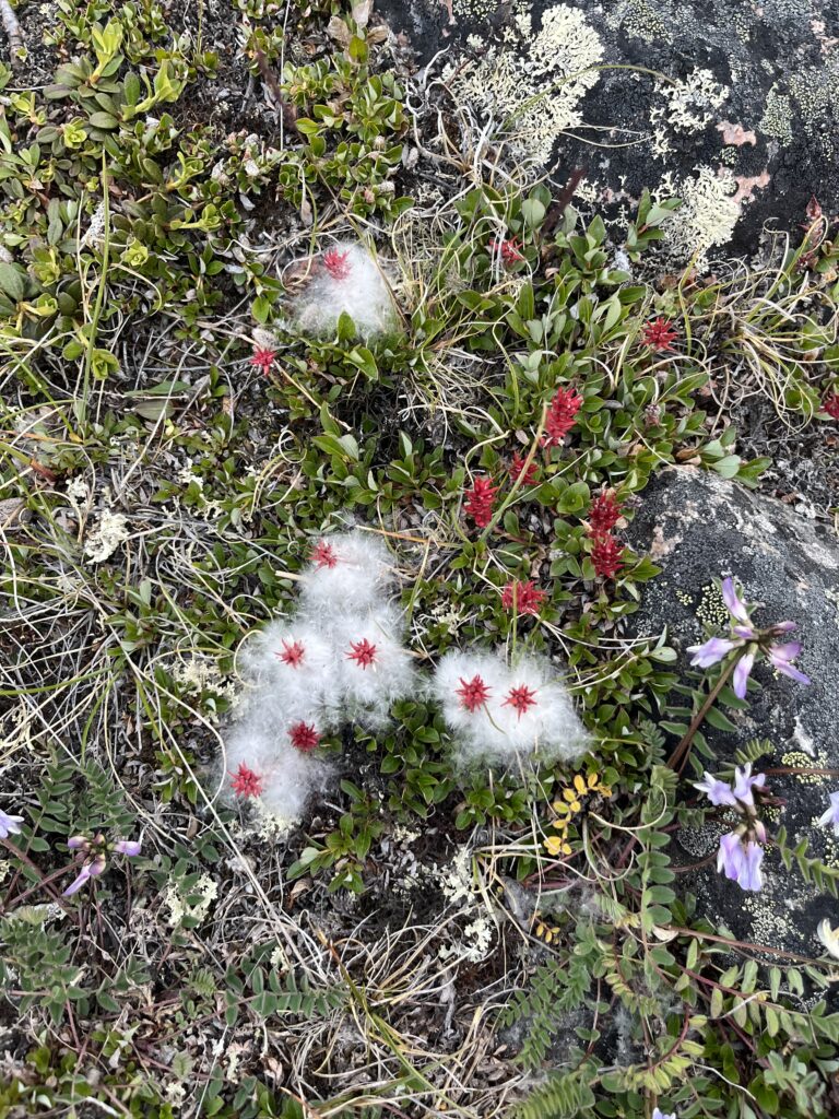 flore arctique végétation Nunavut