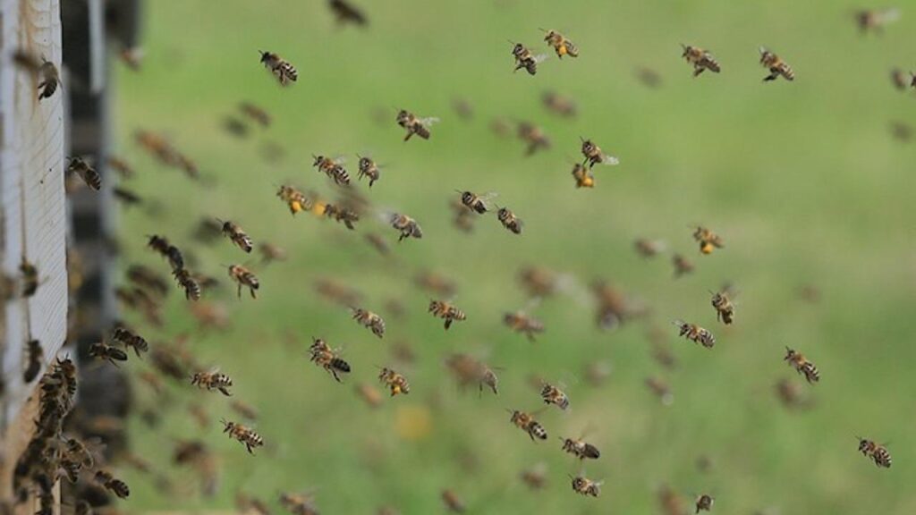 abeilles-essaim