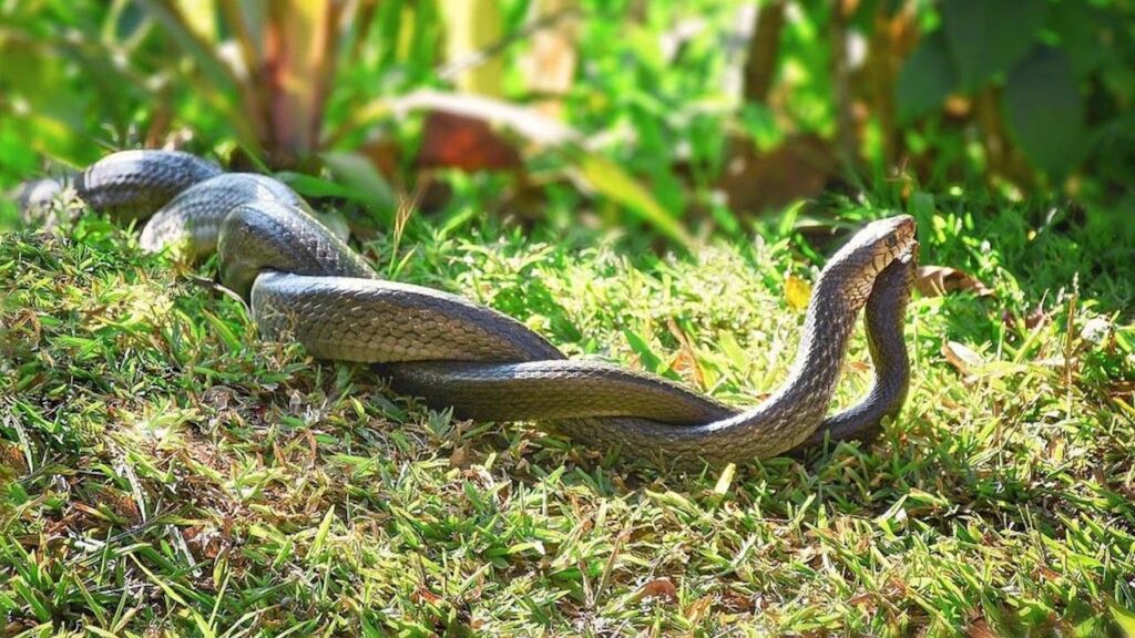 serpents, clitoris