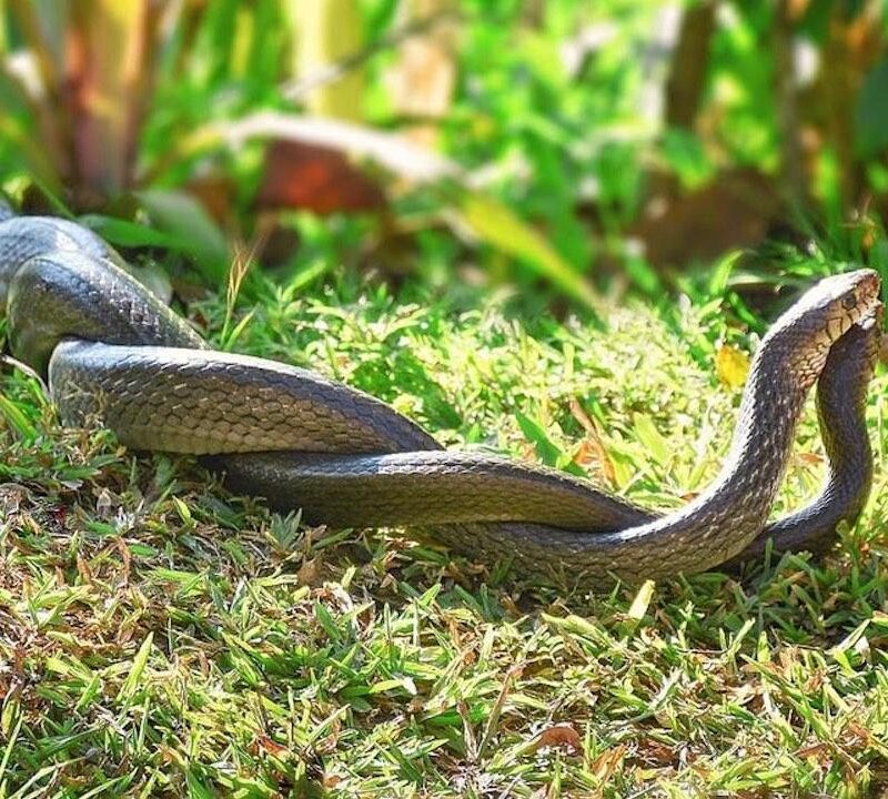 serpents, clitoris