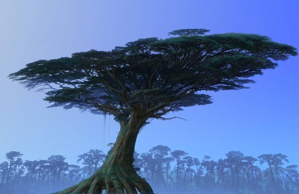 Avatar, arbre, forêt