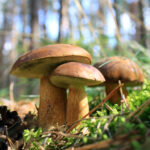 champignons, arbres, forêt