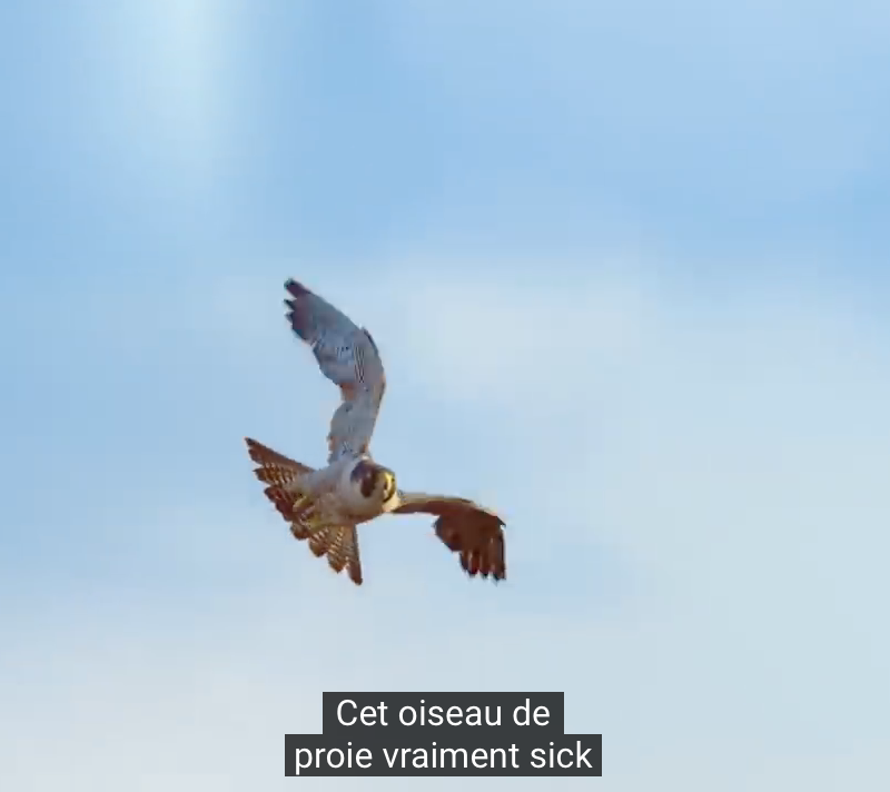 langue française, faucon pèlerin