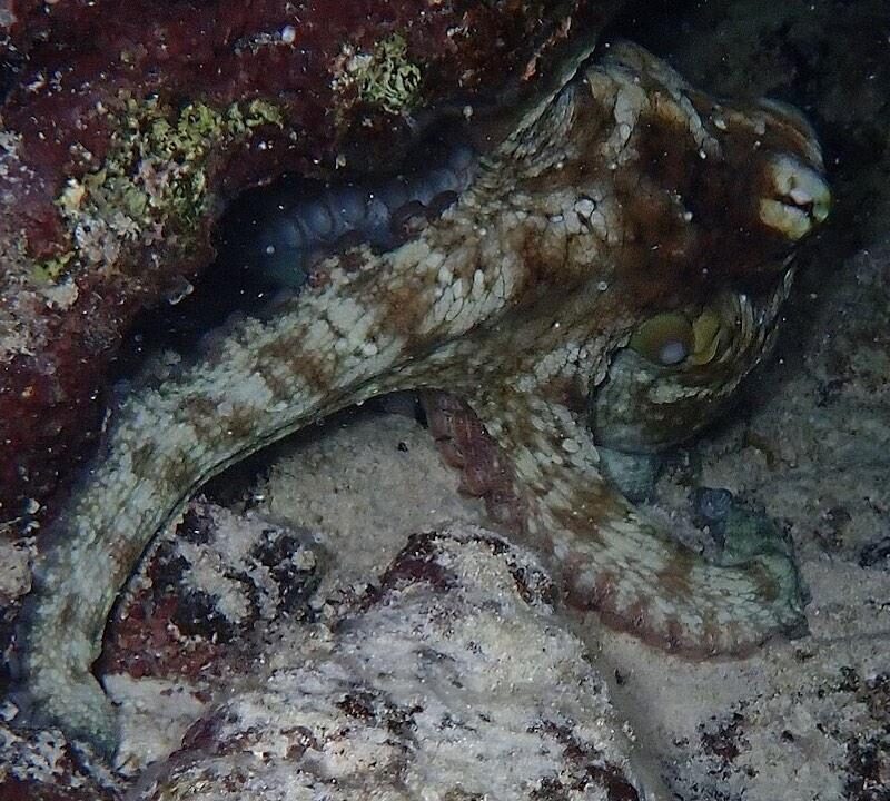pieuvres-Octopus_insularis