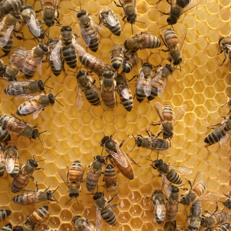abeilles, L'école élémentaire Jeanne-Lajoie