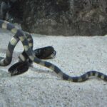 serpent