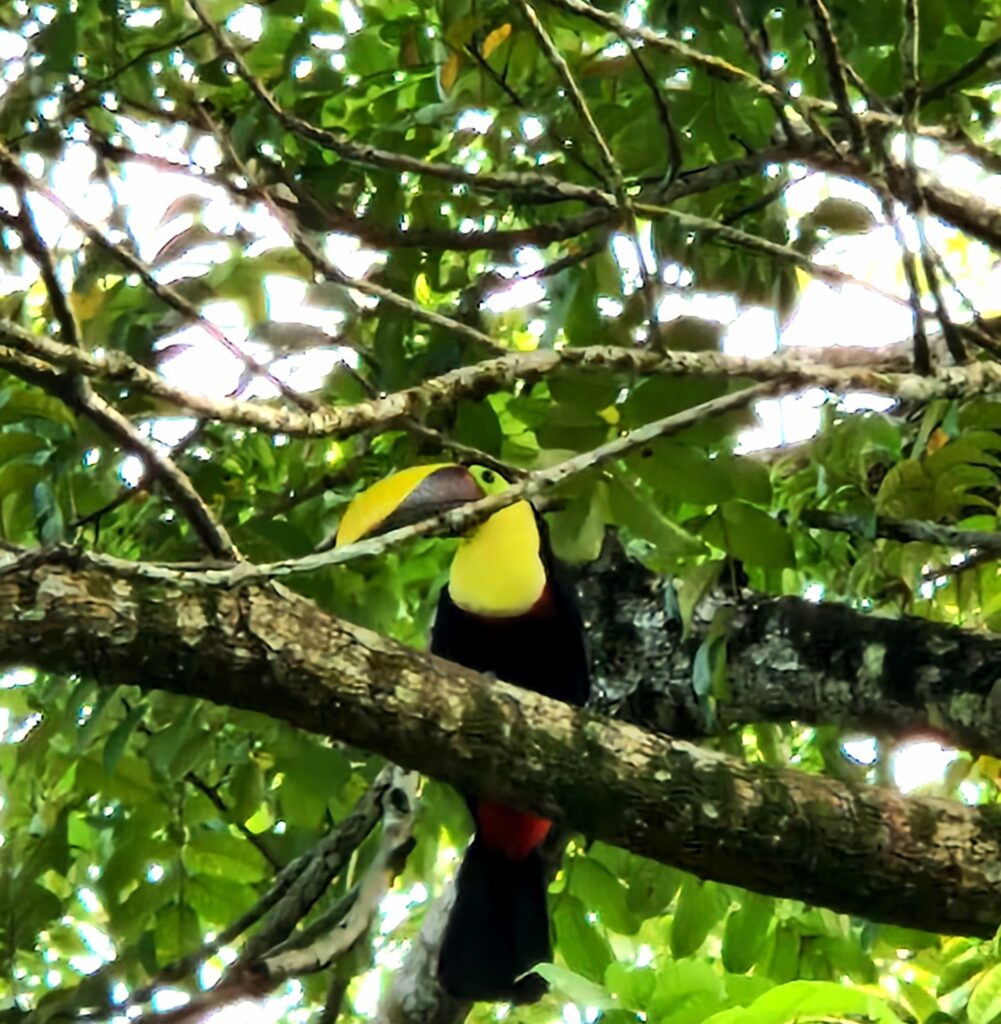 Parc de Tortuguero, Costa Rica