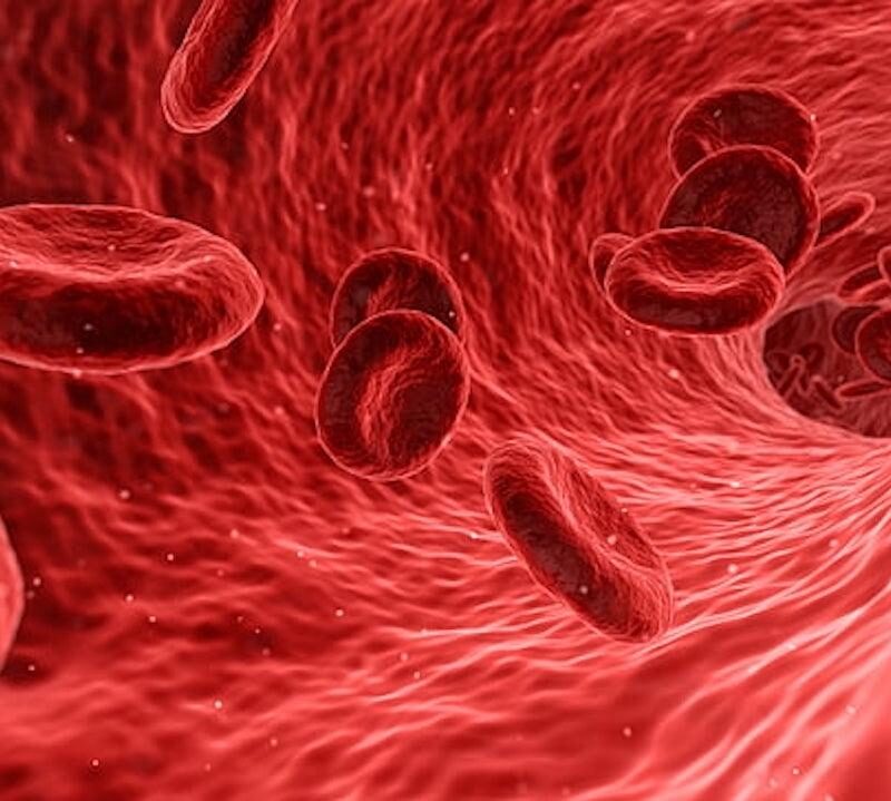 cellules, sang