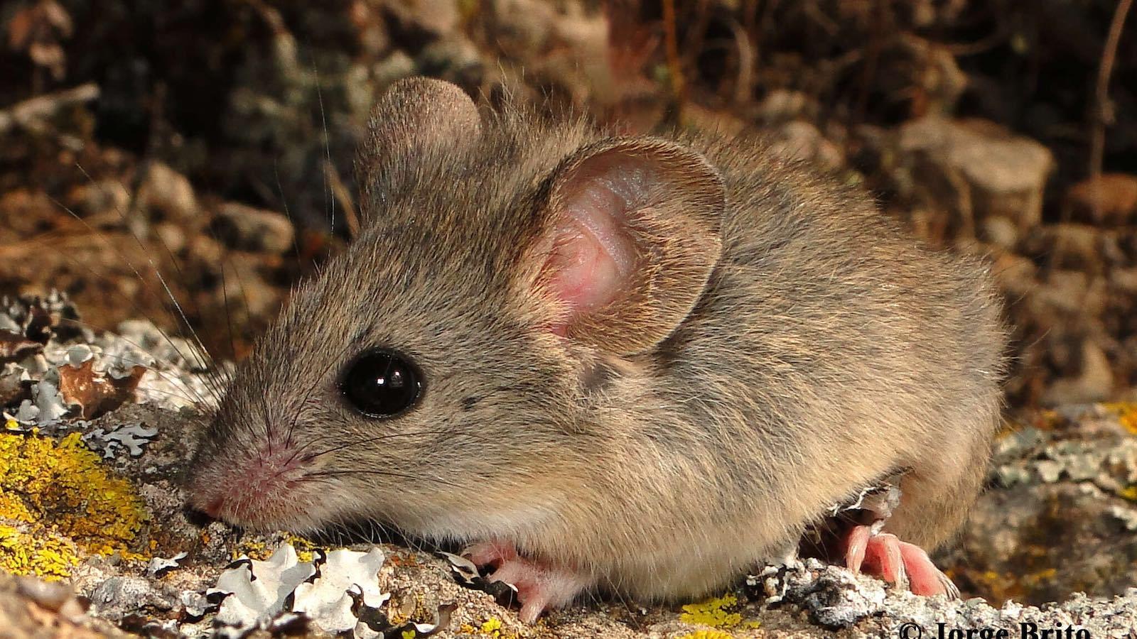 Les souris les plus hautes du monde