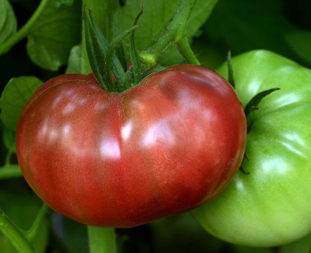 OGM, Tomate pourpre