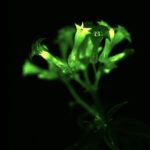 bioluminescence-plante-OGM