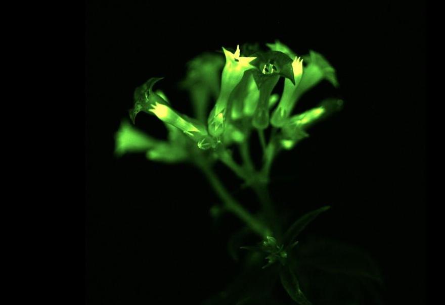 bioluminescence-plante-OGM