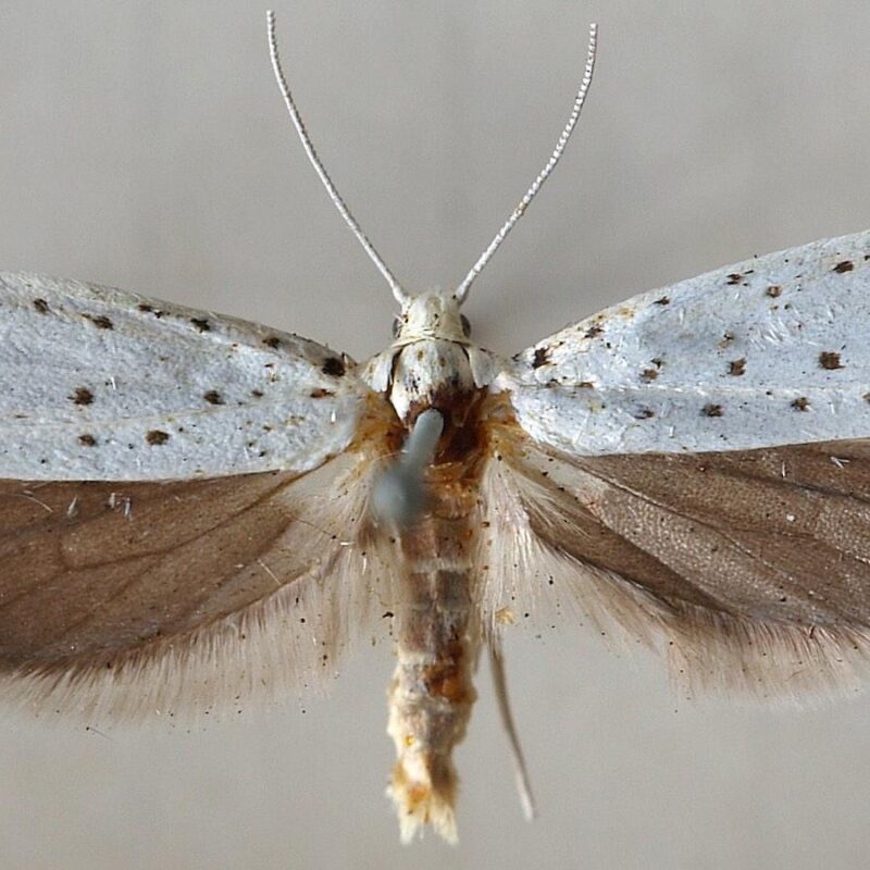 papillon-nuit-Yponomeuta-cognagellus