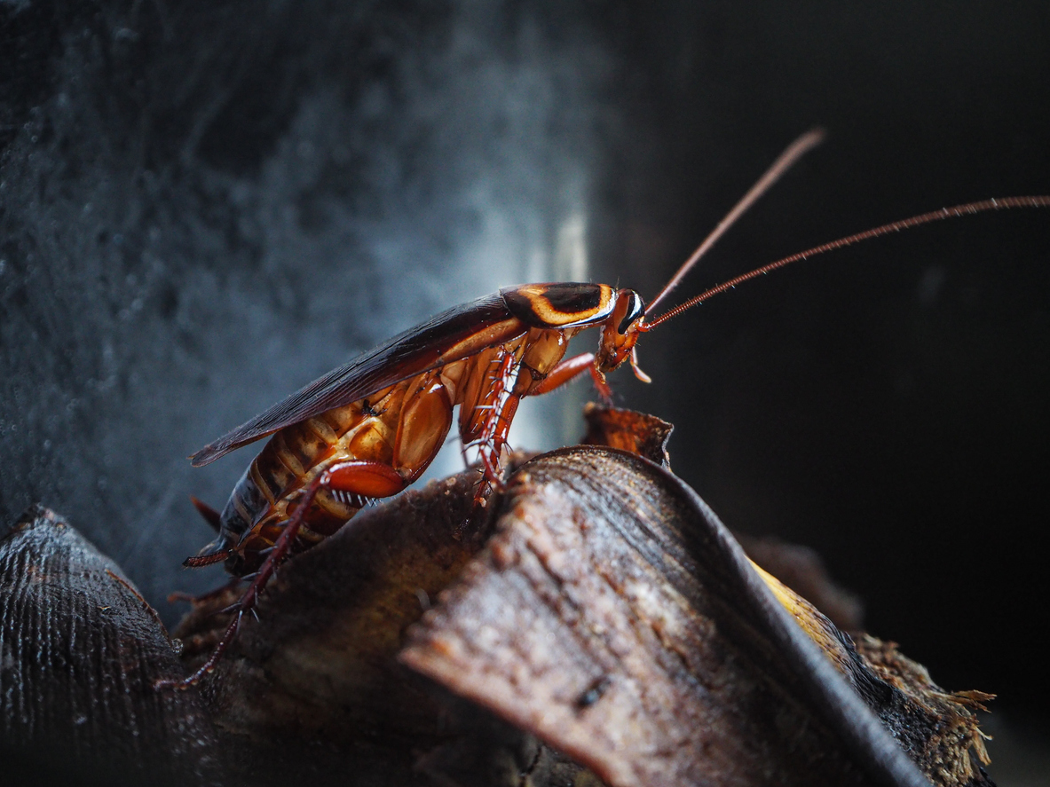 How cockroaches took over the world