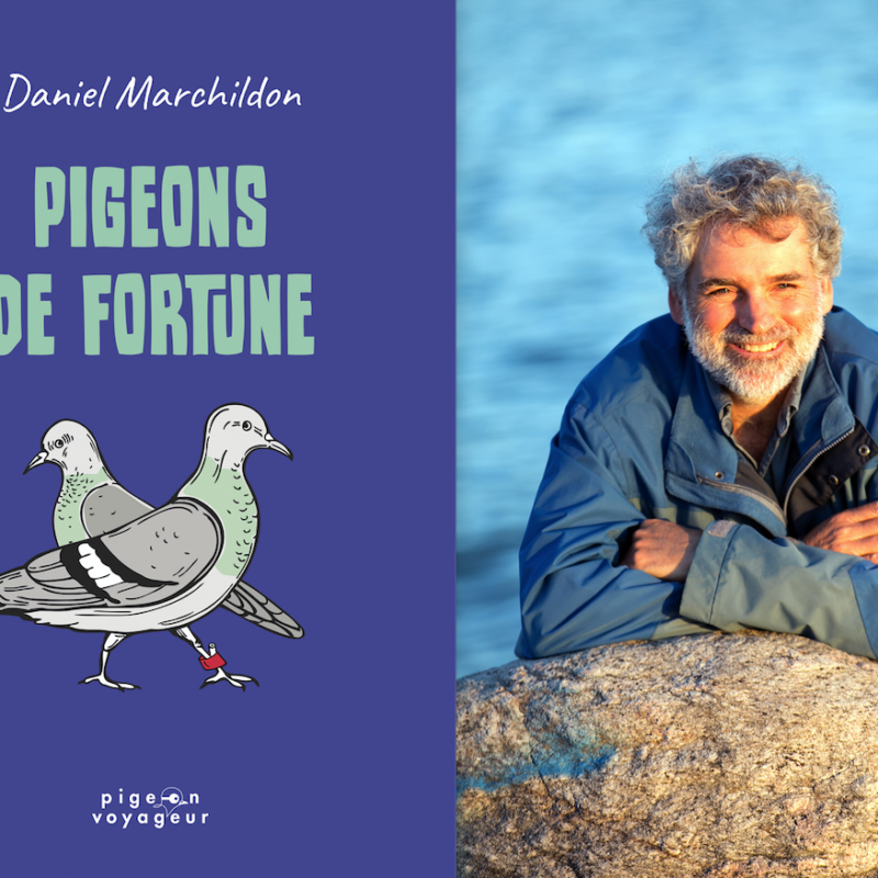 Daniel Marchildon, Pigeons de fortune