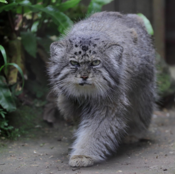 félins, chats sauvages, ROM