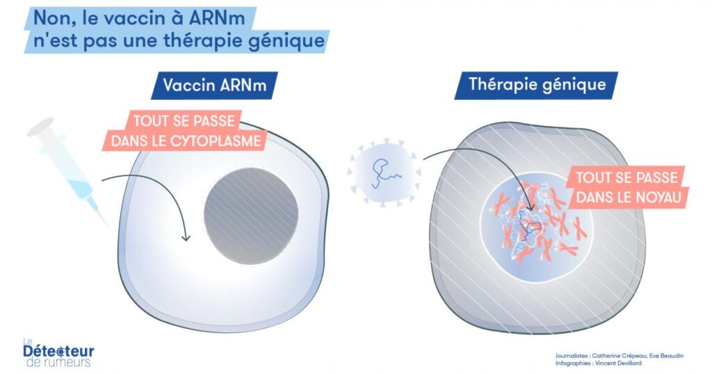 Différence entre la thérapie génique et l'ARN messager