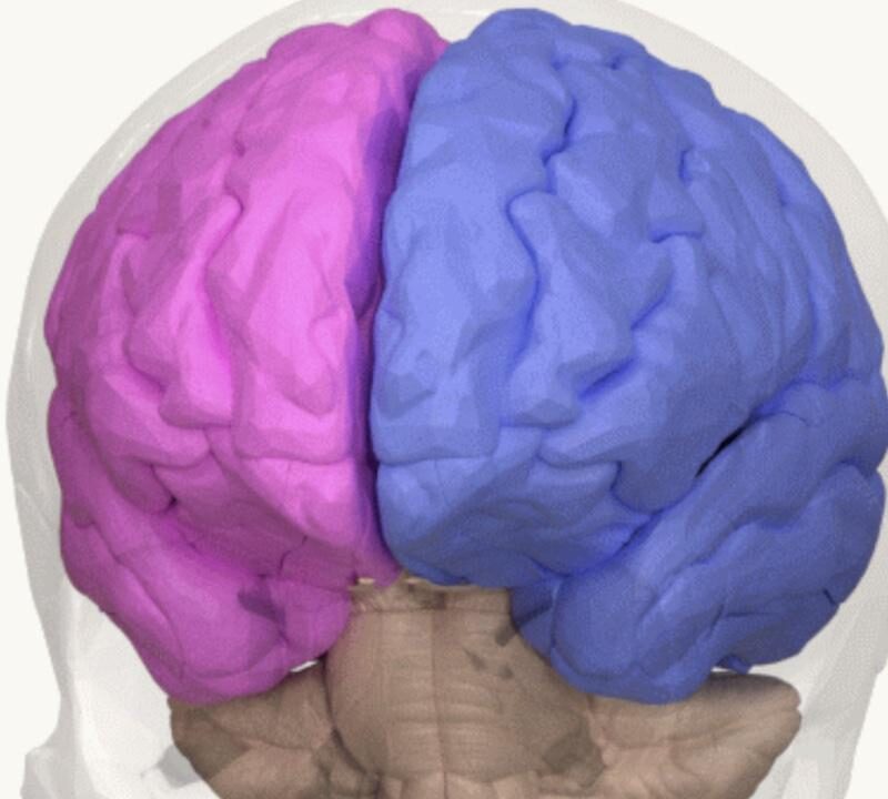 cerveau-hemispheres