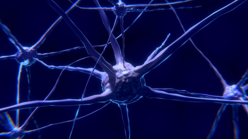 cellule nerveuse, neurone, cerveau