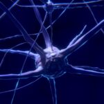 cellule nerveuse, neurone, cerveau