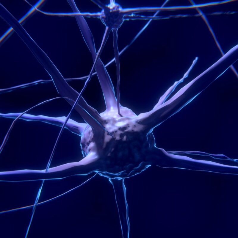 cellule nerveuse, neurone, cerveau