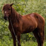 cheval, chevaux