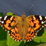 Papillon Belle-Dame